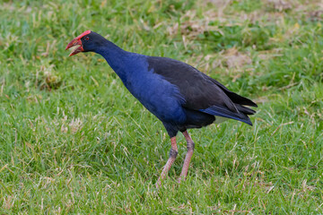 Australasian swamphen 