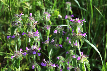 Wild basil clinopodium vulgare chalk downland