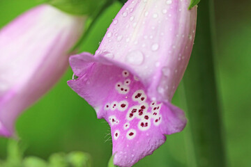 Close up of a foxglove flower © Jenny Thompson