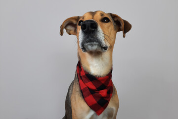 Dog looks up attentively. Mongrel dog with red checkered neckerchief sitting with regal air, head...