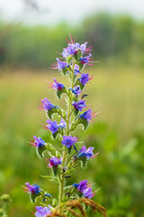 Echium vulgare, known as viper's bugloss and blueweed is a species of flowering plant in the borage family Boraginaceae. Close-up photo of a growing and blooming plant. Soft selective focus