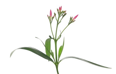 Nerium, oleander or rosebay with pink bud, flowers isolated on white background
