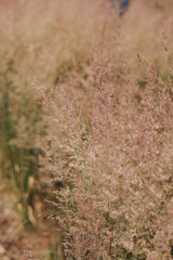 Bent grass also known as bentgrass or colonial bent or Agrostis capillaris. Abstract neutral background.