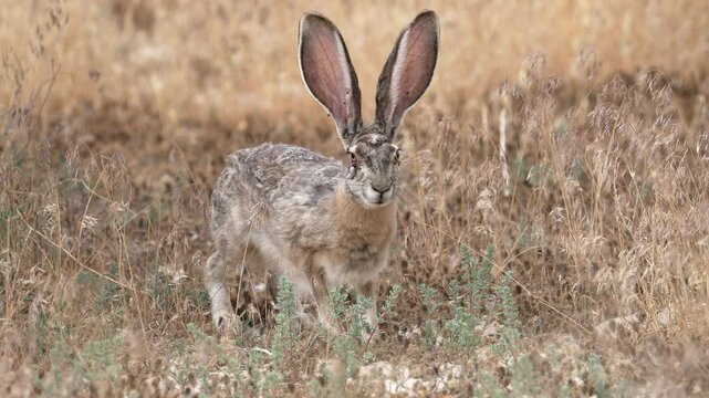 Jack rabbit holding still in the desert grass with ticks on its head as it breathes heavily.