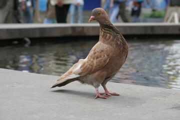 a piA red pigeon strolls through the park by the fountain, a close-up portrait.geon walks in the park near the fountain. High quality photo