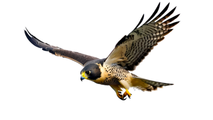 Peregrine Falcon in flight, bird of prey