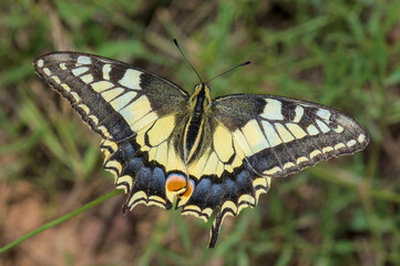 This image shows a close-up of an Old World Swallowtail butterfly.