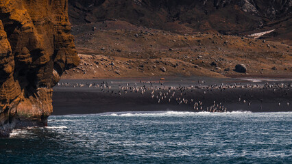 Antarctica Penguin Colony Deception Island. Thousands of Penguins on Shore Walking to Sea. View From Cruise Ship Landscape Scenic