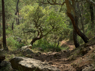 A sunlit forest path winds through a dense woodland filled with cork oak trees.