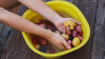 Fresh washed organic potatoes close-up in hands, potato harvest delicious