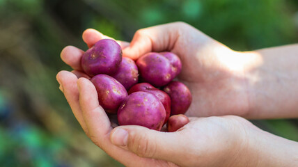 Colorful Organic Potatoes Tubers Close-Up In A Drawer