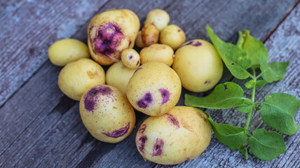 Fresh organic potatoes close-up on wooden surface  