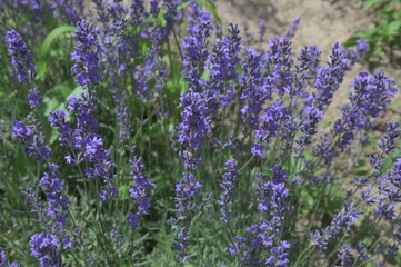 Common Lavender (Lavandula angustifolia)