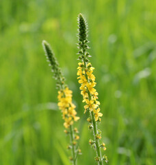 Agrimonia eupatoria blooms among herbs