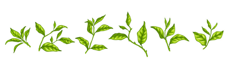 Set of strands of green tea leaves. Vector graphics.