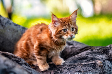 A very beautiful Maine kitten in nature.