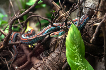 A bright multi-colored poisonous snake carefully and slowly crawls on a tree