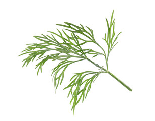 Obraz premium Sprig of fresh green dill isolated on white