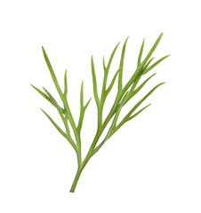 Sprig of fresh green dill isolated on white