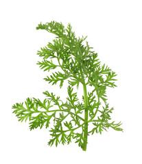 One green carrot twig isolated on white