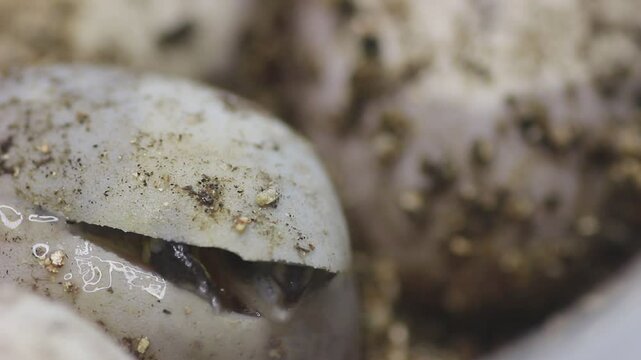Series of videos showing a neonate gulf coast box turtle emerging from it's egg. 