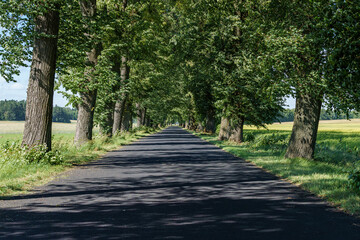 A serene road flanked by trees, ideal for peaceful countryside drives and tranquil walks in nature