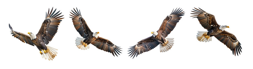 Fototapeta premium Flying eagle design elements cutout set, emblem bald eagle predator