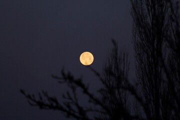 full moon over a sky , moonligt , dark, forest, trees, nigth, light 