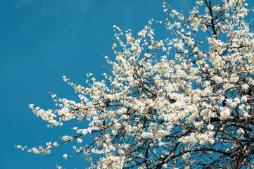 branches of a tree