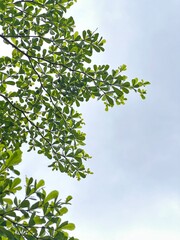 green leaves against blue sky