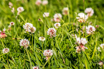 White clover in the summer sunshine, with a shallow depth of field