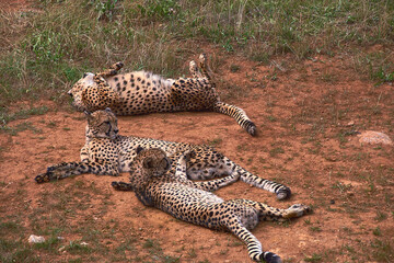 Three gepards lying on the grass of the savannah © Raul