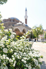 White Spirea with Central Mosque of Sofia - Banya Bashi mosque on the background. spring in...