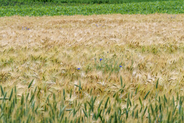 Golden wheat field set against lush green farmlands in a picturesque rural landscape