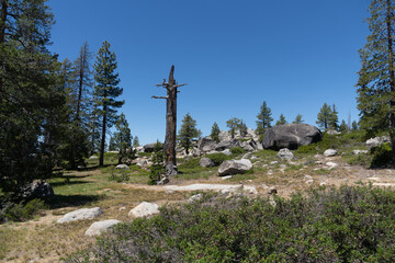 Obraz premium Dead tree in desolation wilderness in california mountains 