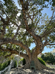 Old sycamore tree in the park (lat.- Ficus sycomorus)