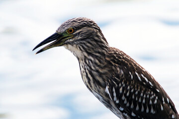 Socó-pintado no detalhe, ave pequena pescadora  no canal de Ponta Negra - Maricá - RJ