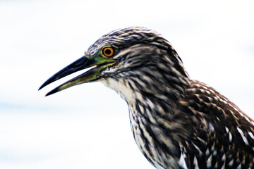 Socó-pintado no detalhe, ave pequena pescadora  no canal de Ponta Negra - Maricá - RJ