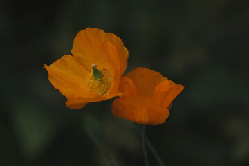 A pair of orange poppies