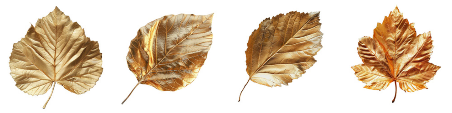 set of A beech leaf made of gold reflecting light on a transparent background