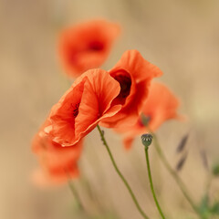 Obraz premium Mohn, Nahaufnahme