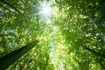 Obraz premium Sunlight through green trees in a serene forest, a peaceful scene of natures beauty