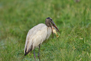 Wooded stork eating a fish