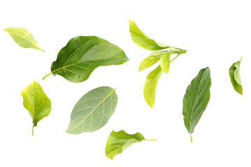 Green leaves of avocado fruit on white background.