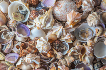 Seashells background, lots of amazing seashells and starfishes mixed
