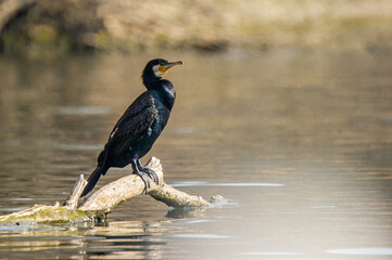 A cormorant on the river bank