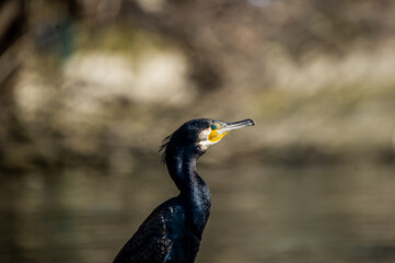 A cormorant on the river bank