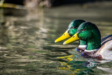 Obraz premium Two mallards swim in the waters of the Po river