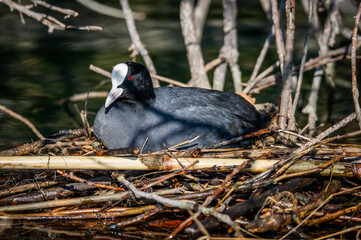 A coot hatches eggs in its nest on the banks of the river.