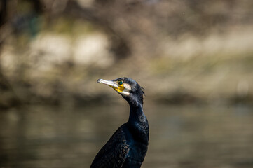 A cormorant on the river bank